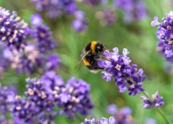 Pollen Street completes £300m facility with renewables funder