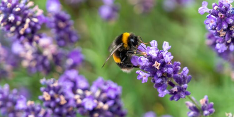 Pollen Street completes £300m facility with renewables funder
