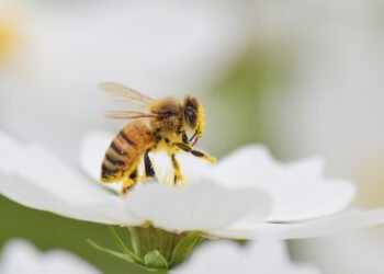 Pollen Street reports strong private credit fundraising momentum