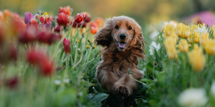 The Outdoor Trees and Plants That Are Safe for Pets (and What to Avoid)