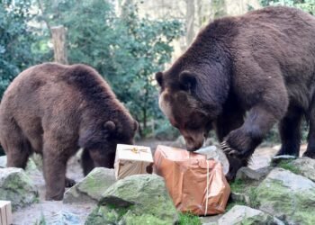 These charts suggest the bears aren’t done with the stock market yet