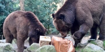 These charts suggest the bears aren’t done with the stock market yet