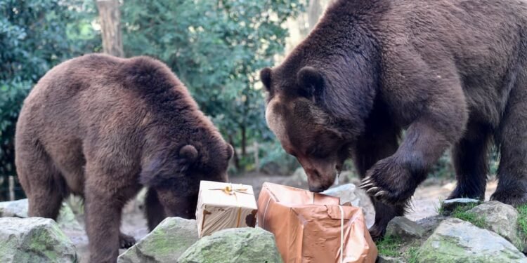 These charts suggest the bears aren’t done with the stock market yet