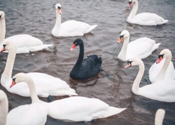 Why the real ‘black swan’ of the Iran war is the lack of them in stocks, bonds or almost anything but oil