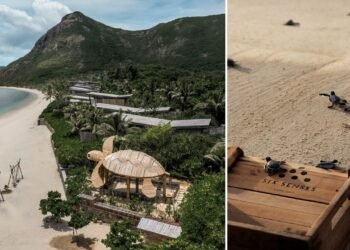 7 Resorts Where You Can Help Baby Turtles Reach the Sea