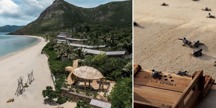 7 Resorts Where You Can Help Baby Turtles Reach the Sea
