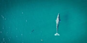 Best Places to Go Whale Watching in California