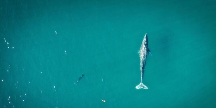 Best Places to Go Whale Watching in California