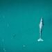 Best Places to Go Whale Watching in California