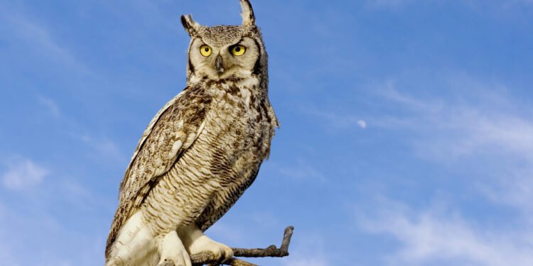 Blue Owl private credit fund outlook cut by Moody’s after investor redemption surge