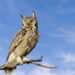 Blue Owl private credit fund outlook cut by Moody’s after investor redemption surge