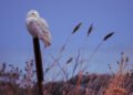 Blue Owl grows AUM and earnings despite wealth jitters