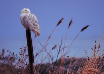 Blue Owl grows AUM and earnings despite wealth jitters