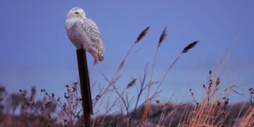 Blue Owl grows AUM and earnings despite wealth jitters