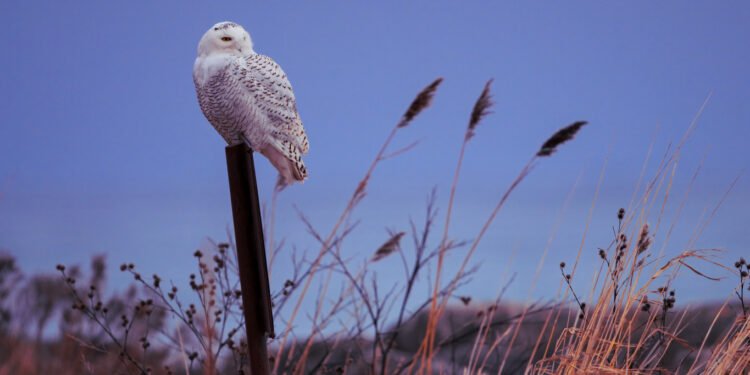 Blue Owl grows AUM and earnings despite wealth jitters