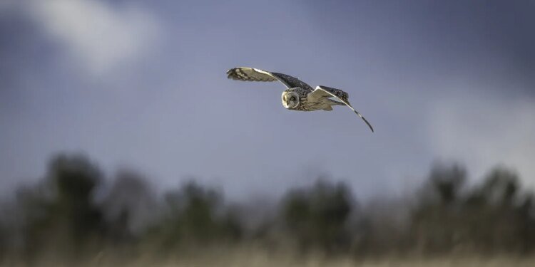 Blue Owl tops $2.9bn for asset-based special opps fund