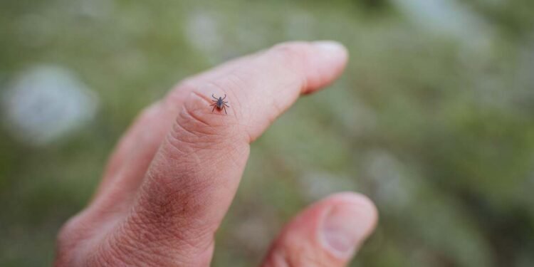 Five Common Mistakes People Make When Checking for Ticks