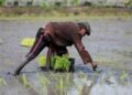 From surplus to strain: world rice supply threatened by Iran war, El Nino