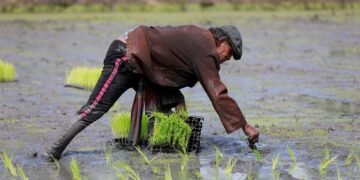 From surplus to strain: world rice supply threatened by Iran war, El Nino