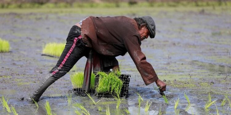 From surplus to strain: world rice supply threatened by Iran war, El Nino