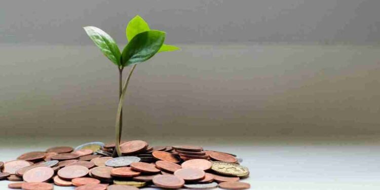 Planting Your Money Trees – Millennial Revolution