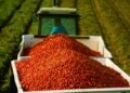 Tariffs, war send tomato prices soaring