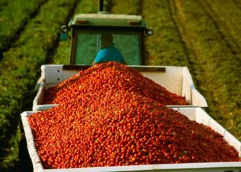Tariffs, war send tomato prices soaring