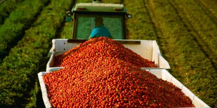 Tariffs, war send tomato prices soaring