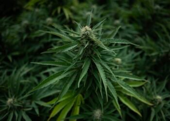 Tilray and other pot stocks soar as Trump is reportedly ready to reclassify cannabis