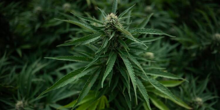 Tilray and other pot stocks soar as Trump is reportedly ready to reclassify cannabis