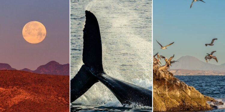 Watching People Watch Whales in Baja California's Sea of Cortez
