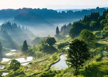 What to Do in Niigata, Japan’s Haven for Skiing, Seafood, and Sake