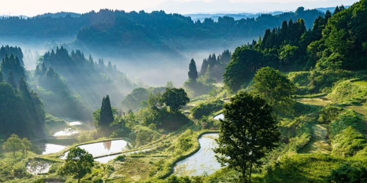 What to Do in Niigata, Japan’s Haven for Skiing, Seafood, and Sake