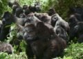 ‘Gorilla Story: Told by David Attenborough’ Returns to Rwanda Almost 50 Years After ‘Life on Earth’