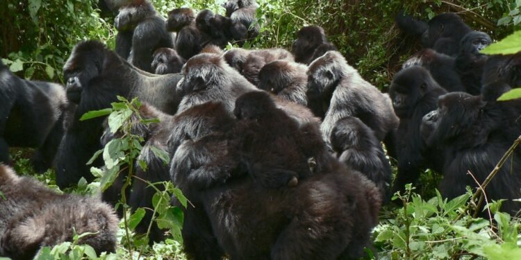 ‘Gorilla Story: Told by David Attenborough’ Returns to Rwanda Almost 50 Years After ‘Life on Earth’