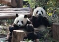 Beyond the Pandas, Chengdu Is China’s LGBTQ Capital and a Gastronomic Gem
