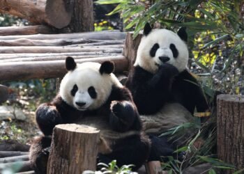 Beyond the Pandas, Chengdu Is China’s LGBTQ Capital and a Gastronomic Gem