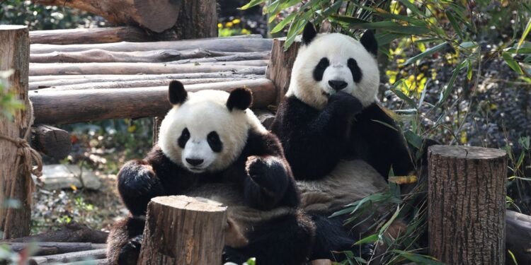 Beyond the Pandas, Chengdu Is China’s LGBTQ Capital and a Gastronomic Gem