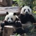 Beyond the Pandas, Chengdu Is China’s LGBTQ Capital and a Gastronomic Gem