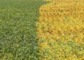 Brazil may re-route farm export flows amid US-China deal