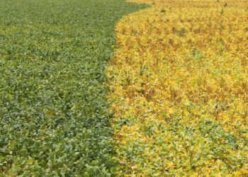 Brazil may re-route farm export flows amid US-China deal