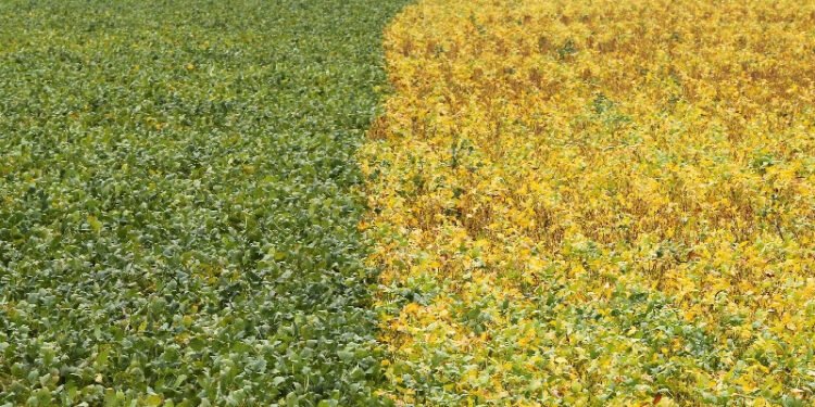 Brazil may re-route farm export flows amid US-China deal