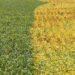 Brazil may re-route farm export flows amid US-China deal