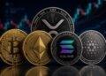 XRP Winners