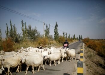 Job ad for shepherds goes viral in China exposing labour market strains