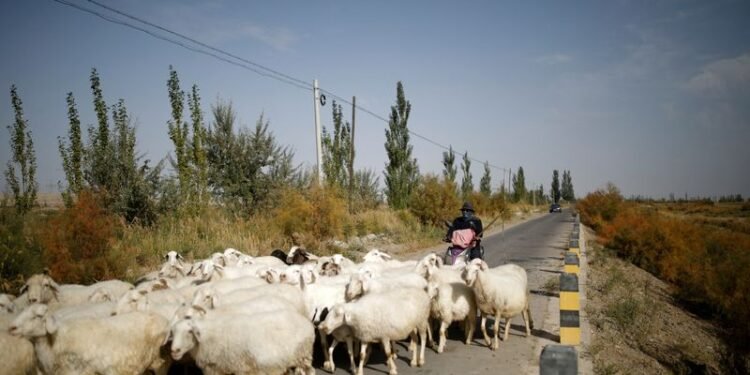 Job ad for shepherds goes viral in China exposing labour market strains