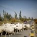 Job ad for shepherds goes viral in China exposing labour market strains