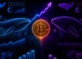 New Whales Added 150K Bitcoin During The Rally, Old Whales Barely Moved – Discover What That Split Means