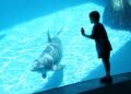 SeaWorld Promo Code & Discount Tickets: Save Up to 50% in May 2026