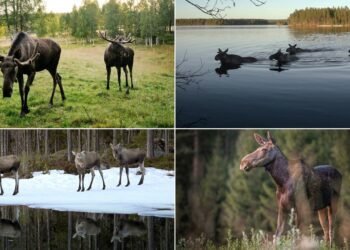 Sweden's Moose Cam Lets You Slip Into the Wilderness—No Flight Required
